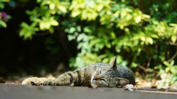 One cute cat having a rest in the yard photo