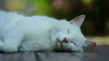 One cute cat having a rest in the yard photo