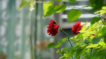 The beautiful flowers blooming in the garden in spring with the warm sunlight photo