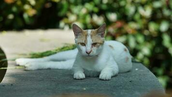 One cute cat having a rest in the yard photo