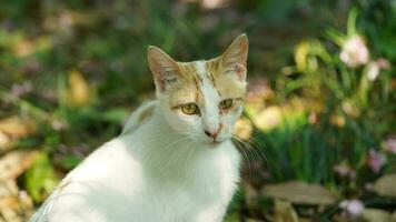 One cute cat having a rest in the yard photo