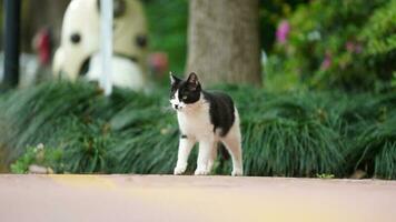 One adorable wild cat sitting in the garden for resting photo