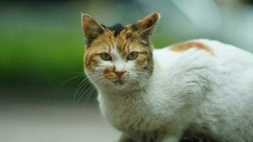 One adorable wild cat sitting in the garden for resting photo