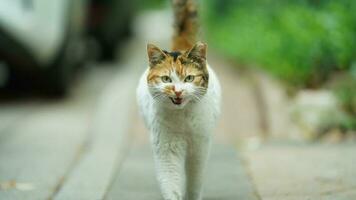 One adorable wild cat sitting in the garden for resting photo