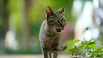 One adorable wild cat sitting in the garden for resting photo