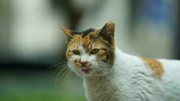 One adorable wild cat sitting in the garden for resting photo