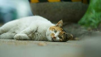 One adorable wild cat sitting in the garden for resting photo