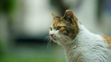 One adorable wild cat sitting in the garden for resting photo