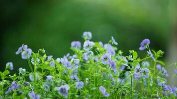 The beautiful flowers blooming in the garden in spring with the warm sunlight photo