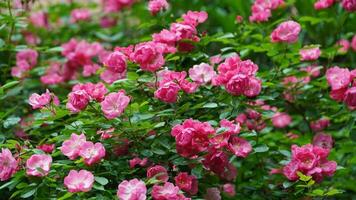 The beautiful flowers blooming in the garden in spring with the warm sunlight photo