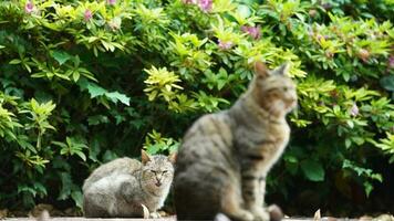 The cute little cat playing in the yard photo