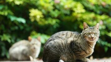 The cute little cat playing in the yard photo