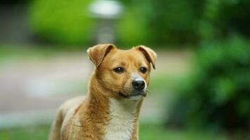 One adorable dog playing in the yard freely photo