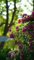 The beautiful flowers blooming in the garden in spring with the warm sunlight photo