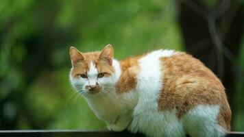 One adorable wild cat sitting in the garden for resting photo