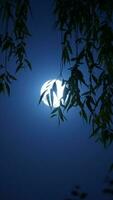The moon night view with the round and white moon in the sky photo