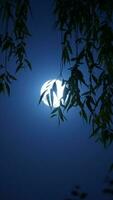 The moon night view with the round and white moon in the sky photo