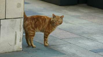 The cute little cat playing in the yard photo