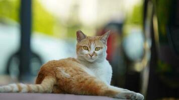 One adorable wild cat sitting in the garden for resting photo