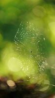 The wild spider web hanging among the jungle forest photo