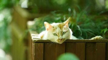 One adorable wild cat sitting in the garden for resting photo