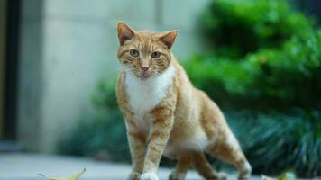 One adorable wild cat sitting in the garden for resting photo