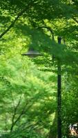 The fresh new leaves full of the maple trees in spring photo