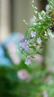 The beautiful flowers blooming in the garden in spring with the warm sunlight photo