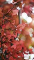 el Fresco nuevo hojas lleno de el arce arboles en primavera foto