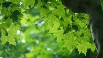 el Fresco nuevo hojas lleno de el arboles en primavera foto