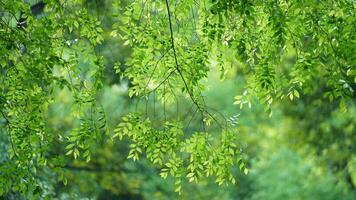The fresh new leaves full of the trees in spring photo