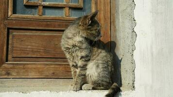 One adorable wild cat sitting on the deck of the window for resting photo