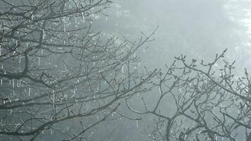 The beautiful mountains view surrounded by the misty fog in winter photo