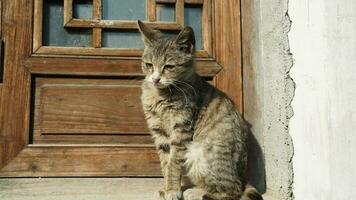 One adorable wild cat sitting in the garden for resting photo