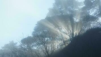 The sunlight running through the gap of trees and rocks in the foggy day photo