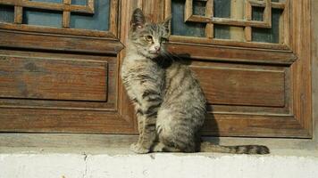 One adorable wild cat sitting in the garden for resting photo