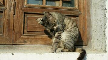 One adorable wild cat sitting in the garden for resting photo