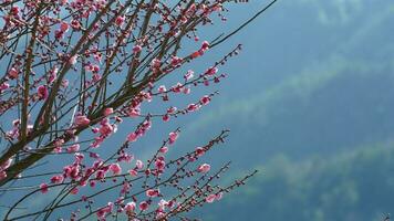 The beautiful mountains view with the pink flowers blooming on the slope of the hill in spring photo