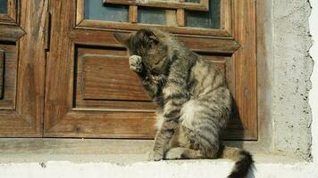 One adorable wild cat sitting in the garden for resting photo