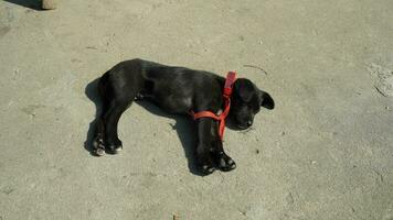 One adorable dog playing in the village freely photo