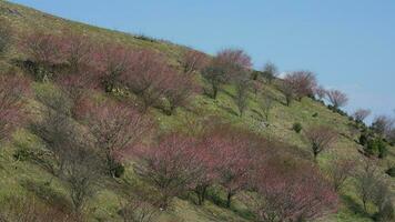 The beautiful mountains view with the pink flowers blooming on the slope of the hill in spring photo