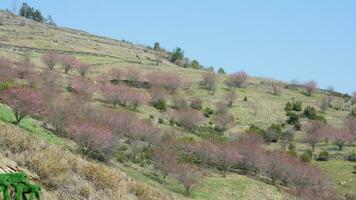 The beautiful mountains view with the pink flowers blooming on the slope of the hill in spring photo