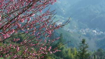 el hermosa montañas ver con el rosado flores floreciente en el Pendiente de el colina en primavera foto
