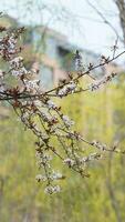The beautiful flowers blooming in the garden in spring with the warm sunlight photo