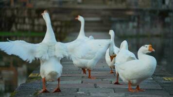 The cute geese playing in the water in the village photo