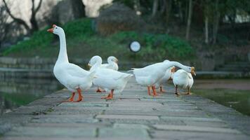 The cute geese playing in the water in the village photo