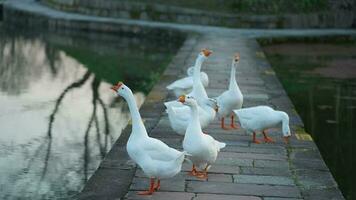 The cute geese playing in the water in the village photo