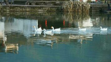 el linda gansos jugando en el agua en el pueblo foto