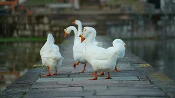 The cute geese playing in the water in the village photo