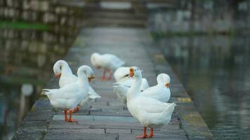 The cute geese playing in the water in the village photo